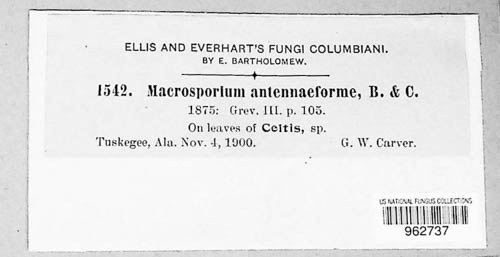 Sirosporium antenniforme image